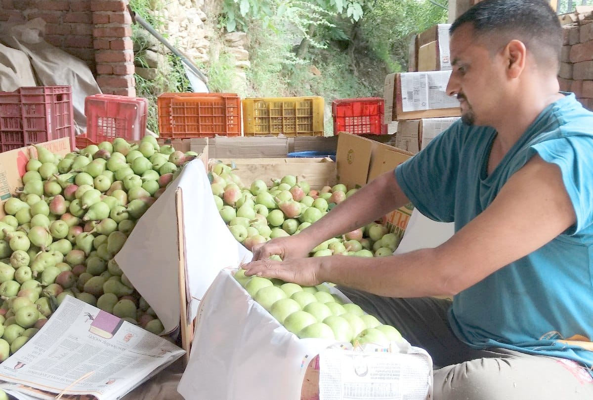 waterlet Pear variety in Kullu Himachal Pradesh