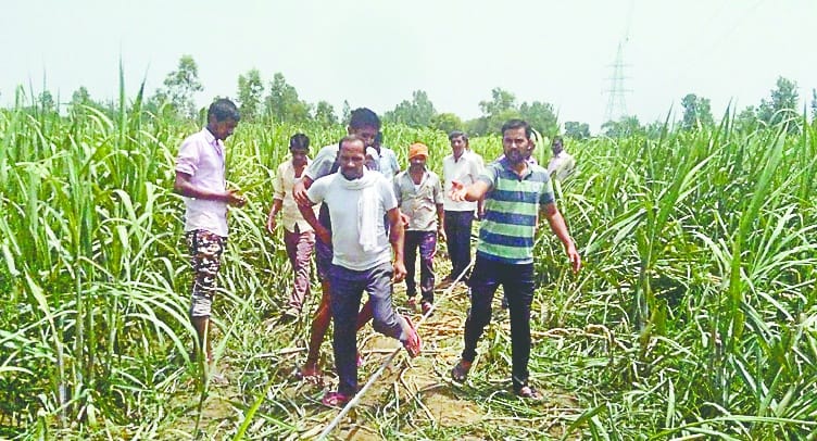 Harvest waste, farmers stop construction of power line