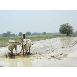 farmers planted paddy after rainy season