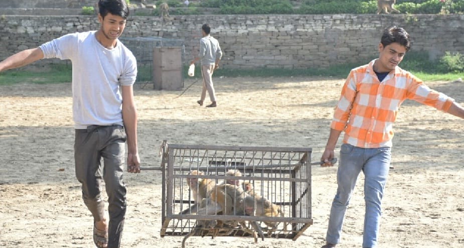 Mathura team caught 19 monkeys, sent for defection