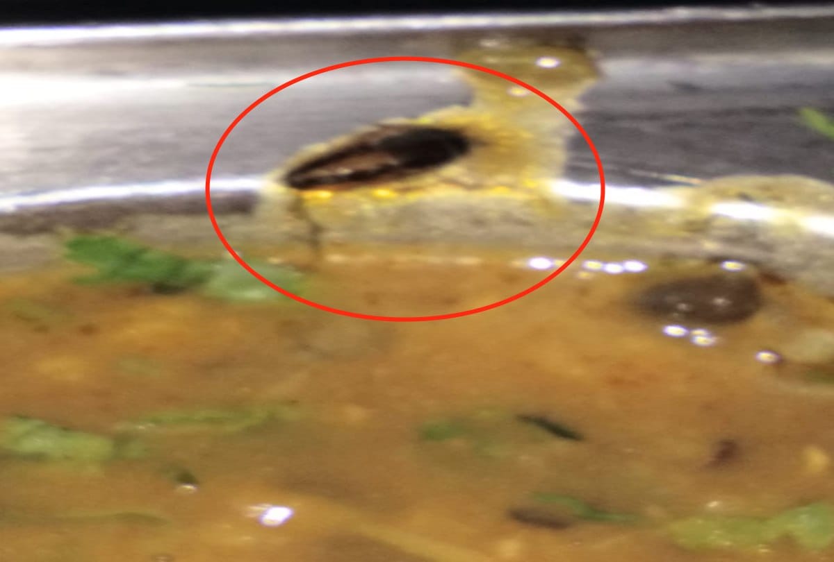 HRTC will blacklist Dhaba cockroach found in food