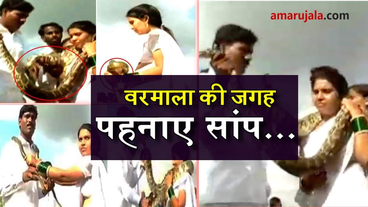 viral video of snake varmala