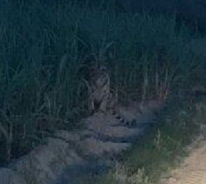 सड़क पर बैठा बाघ तो थम गए वाहनों के पहिए