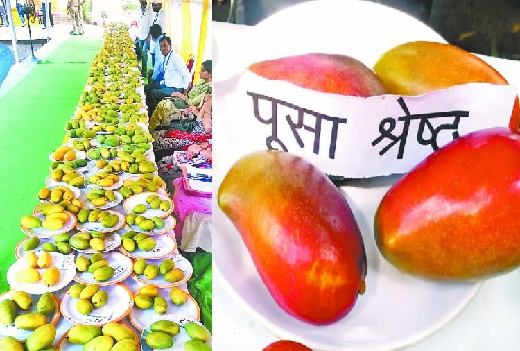  Many varietes of mango found in mango fair