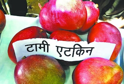  Many varietes of mango found in mango fair