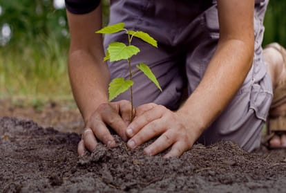 Delhi will save the wall of 31 lakh indigenous trees from the suffocating layer of dust