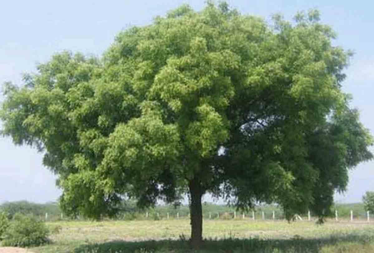 Boyfriend tied to tree beaten and shaved
