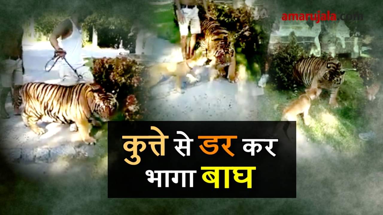 viral video of tiger and dog