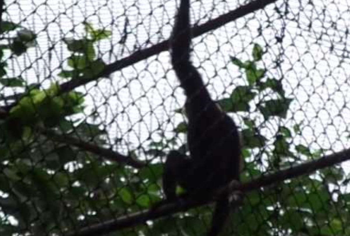 hukku monkey will come from Shillong in Lucknow Zoo