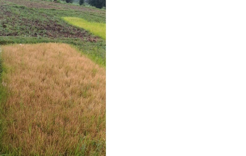 CROP DYING DUE TO WATER SHORTAGE
