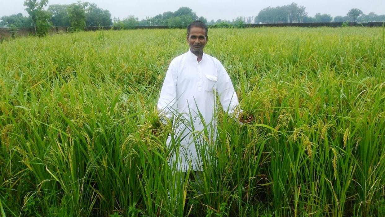 Tailored farmer's hard work, paddy crop ready