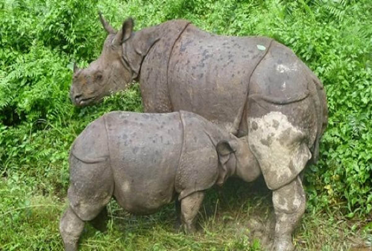 Nepal to donate two rhinos to China soon