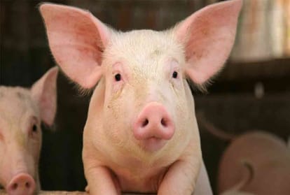 china mutant pig deformed look like human died in 2 days