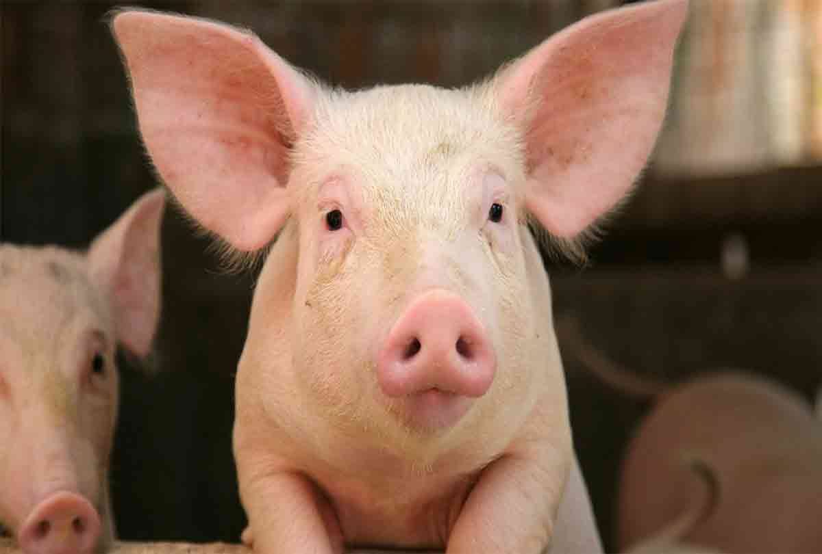 china mutant pig deformed look like human died in 2 days