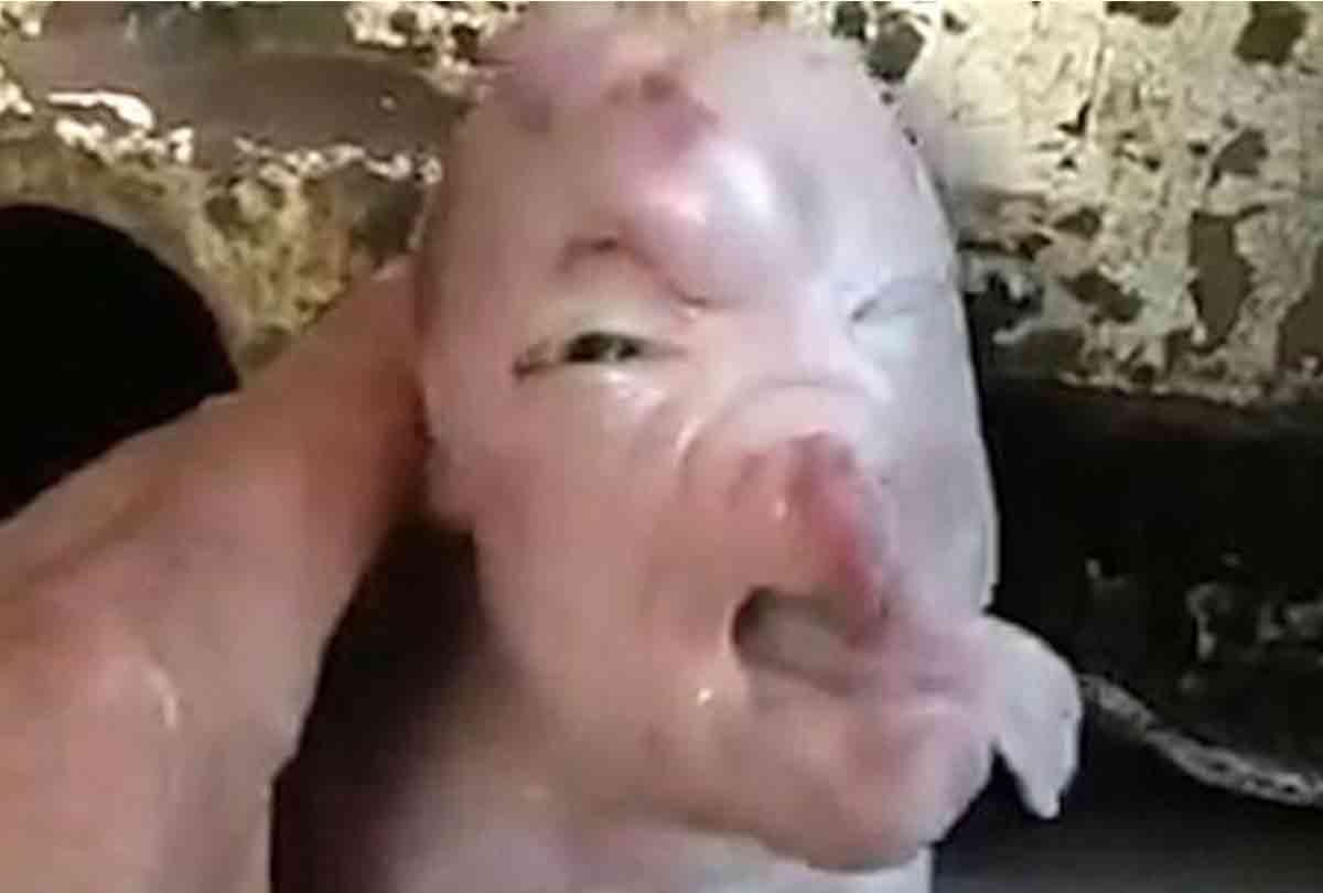 china mutant pig deformed look like human died in 2 days