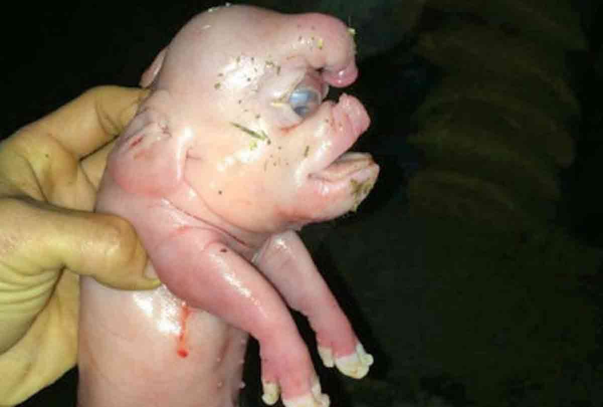 china mutant pig deformed look like human died in 2 days