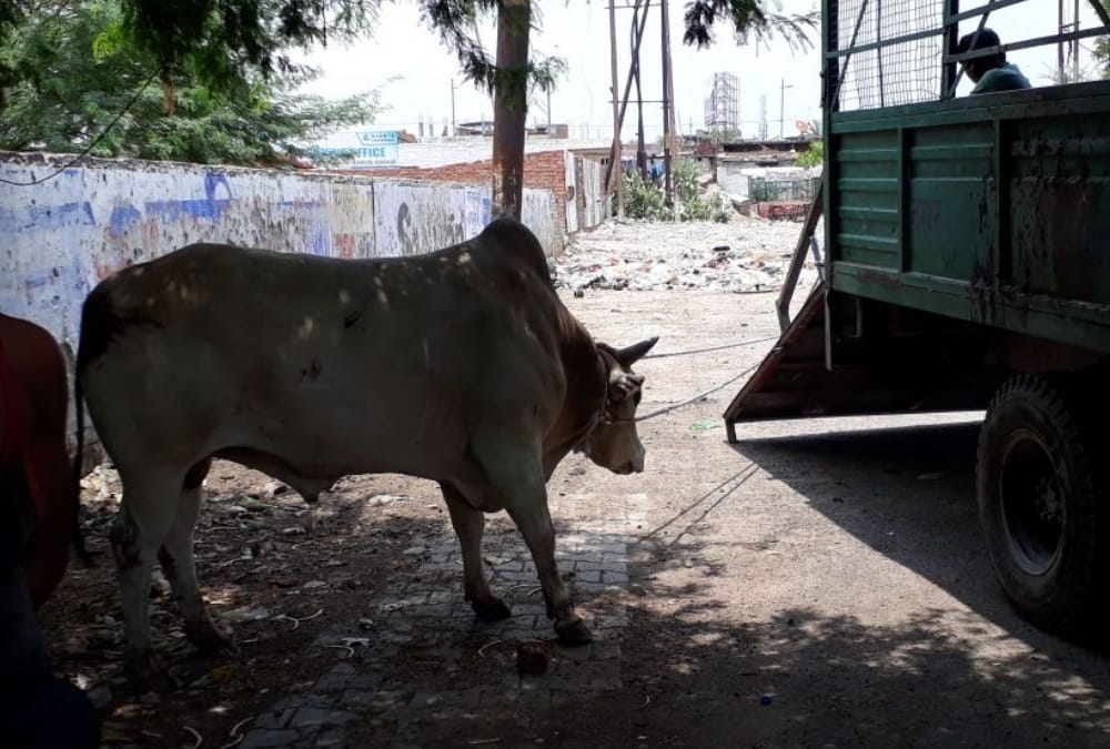 A bull catcher got injured while catching a bull in lucknow.