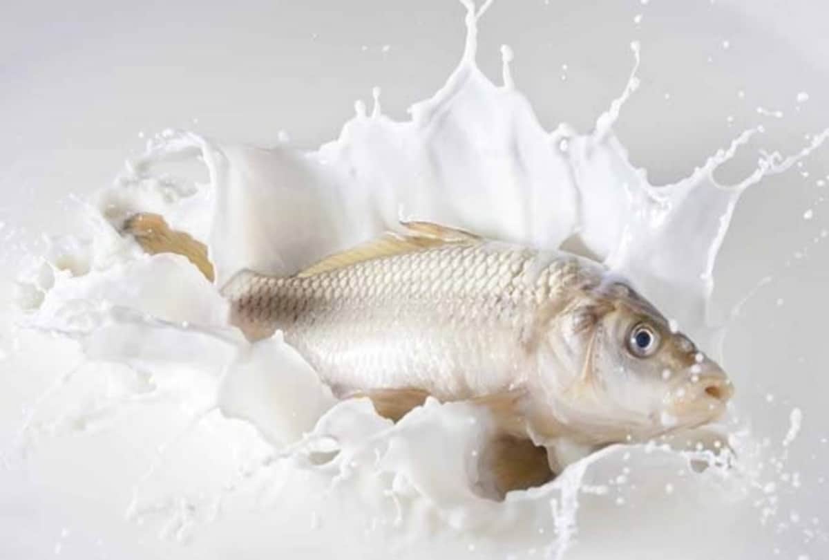 how to check purity of milk at home