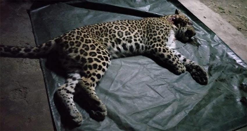 man eater leopard killed by forest department in rajaji tiger reserve
