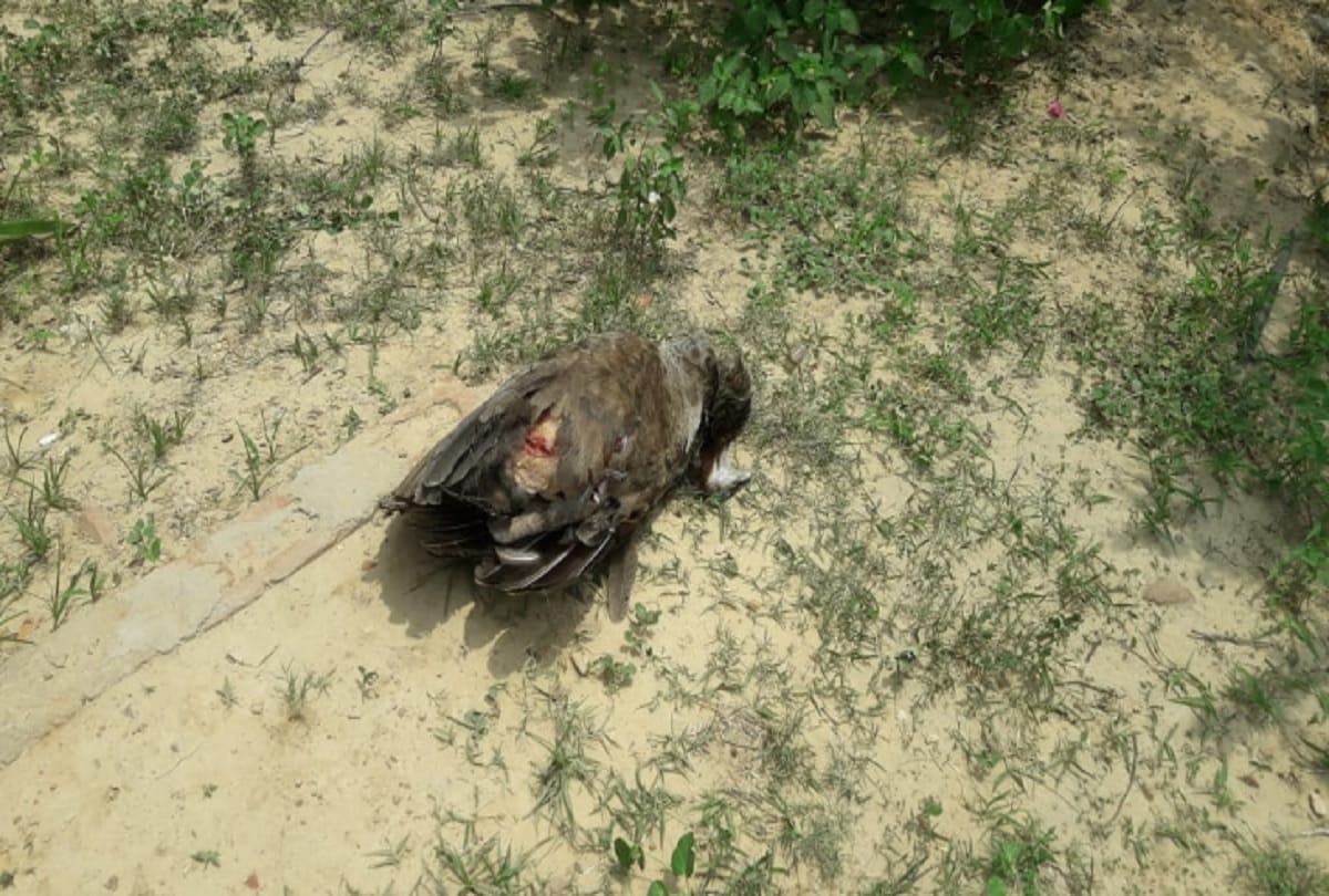 peacock died after Monkeys attack in Vrindavan