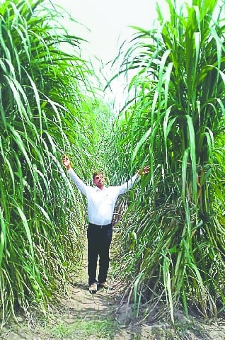 Australia's sugarcane failed in Bijnor