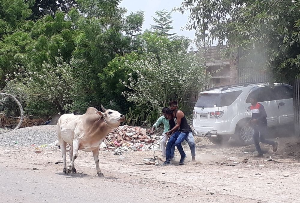 A bull catcher got injured while catching a bull in lucknow.