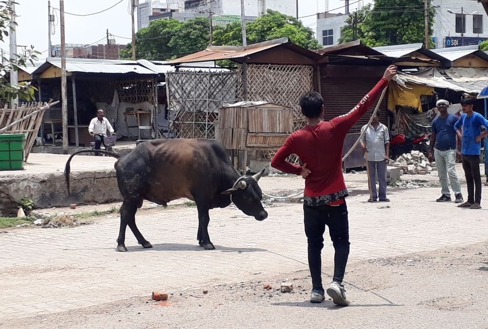 A bull catcher got injured while catching a bull in lucknow.
