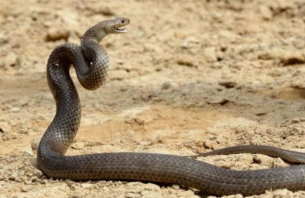 youths caught three babas for swindling money