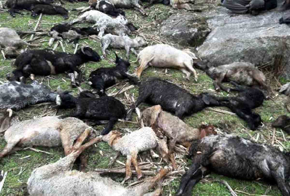 farmer halku's Goats death in mahoba