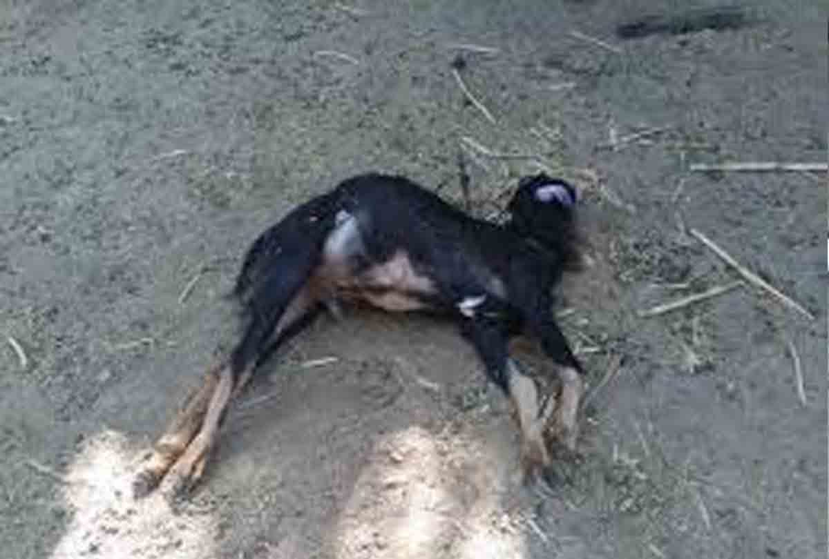 farmer halku's Goats death in mahoba