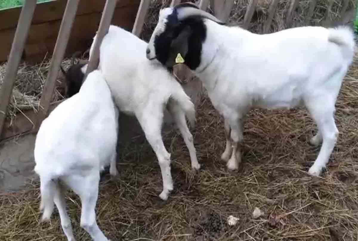 farmer halku's Goats death in mahoba