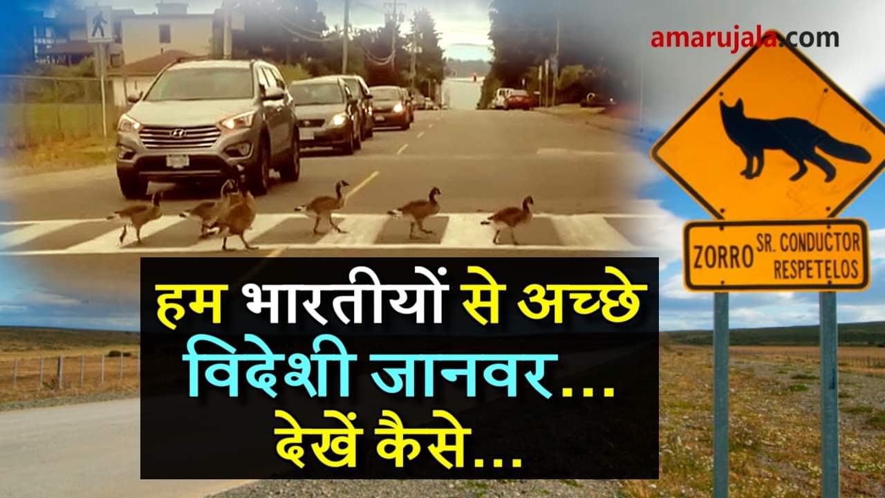 road crossing difference between human and animals