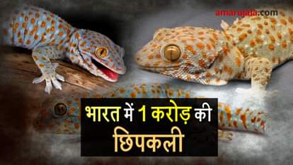 Tokay Gecko lizard rescued from smuggler in West Bengal