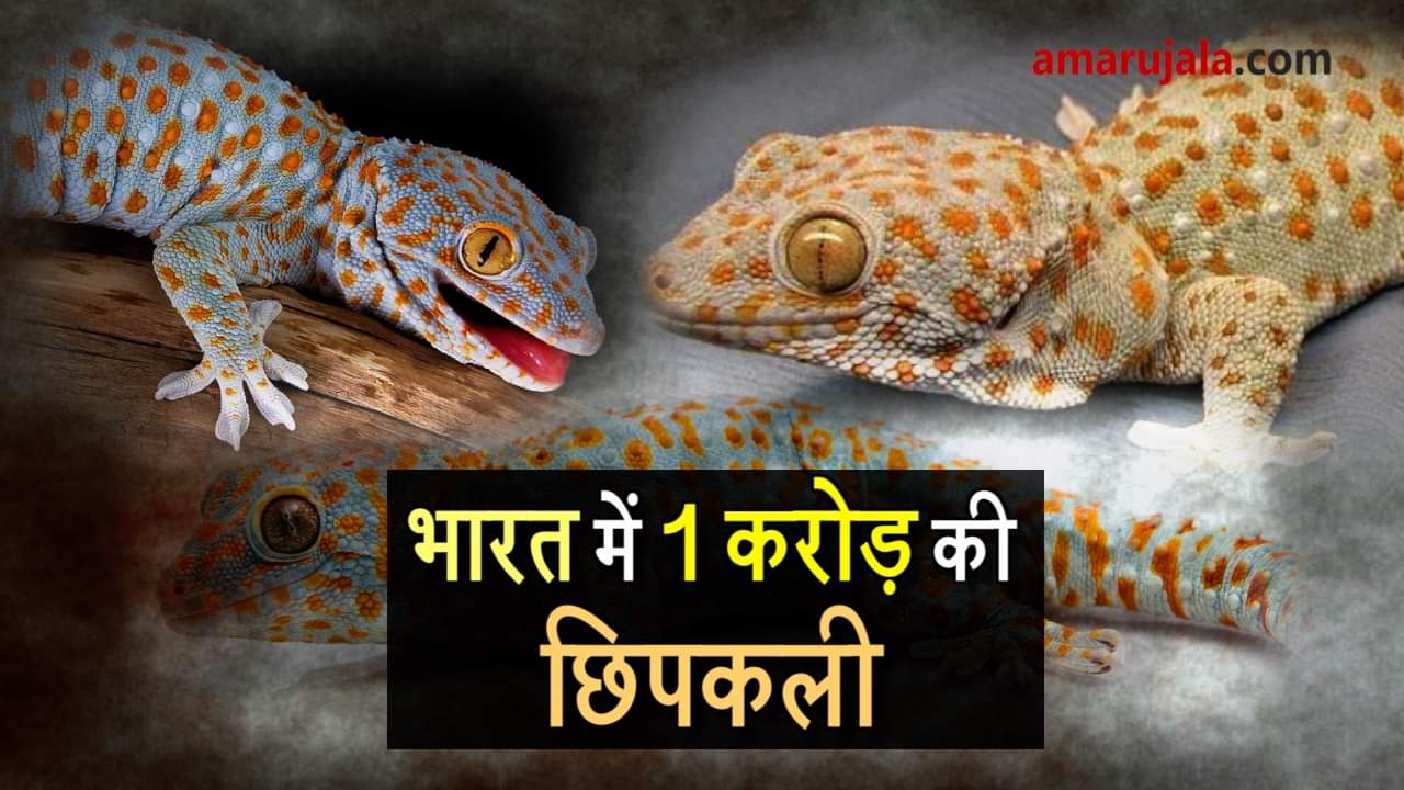 प्रतीकात्मक तस्वीर