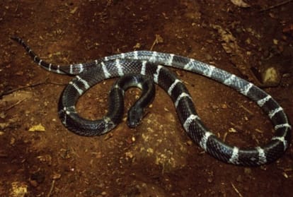 monsoon alert, six type of dangerous snakes in india