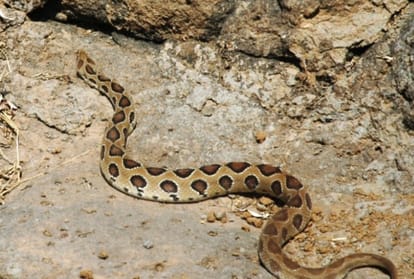 monsoon alert, six type of dangerous snakes in india