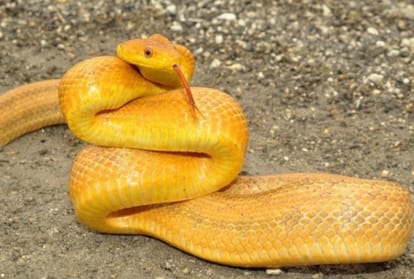monsoon alert, six type of dangerous snakes in india
