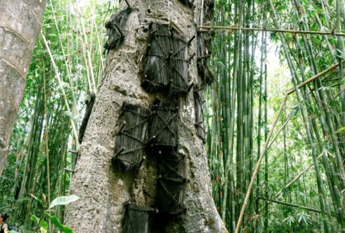Many graves of Dead babies in this Tree stem in Indonesia  