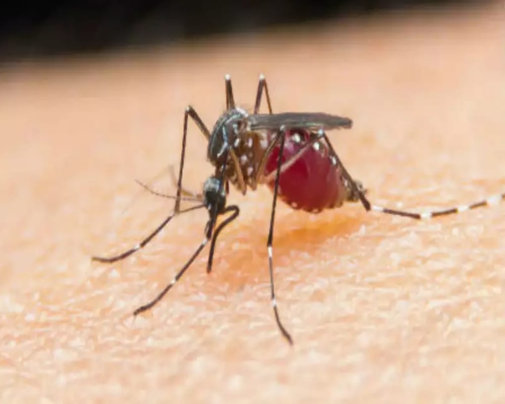 Malaria will end till 2030,Drug approval
