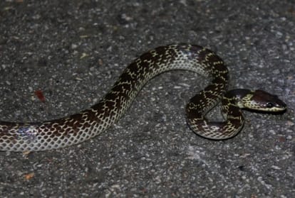 monsoon alert, six type of dangerous snakes in india