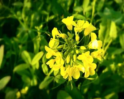 Best way to beat your age with the help of mustard oil 