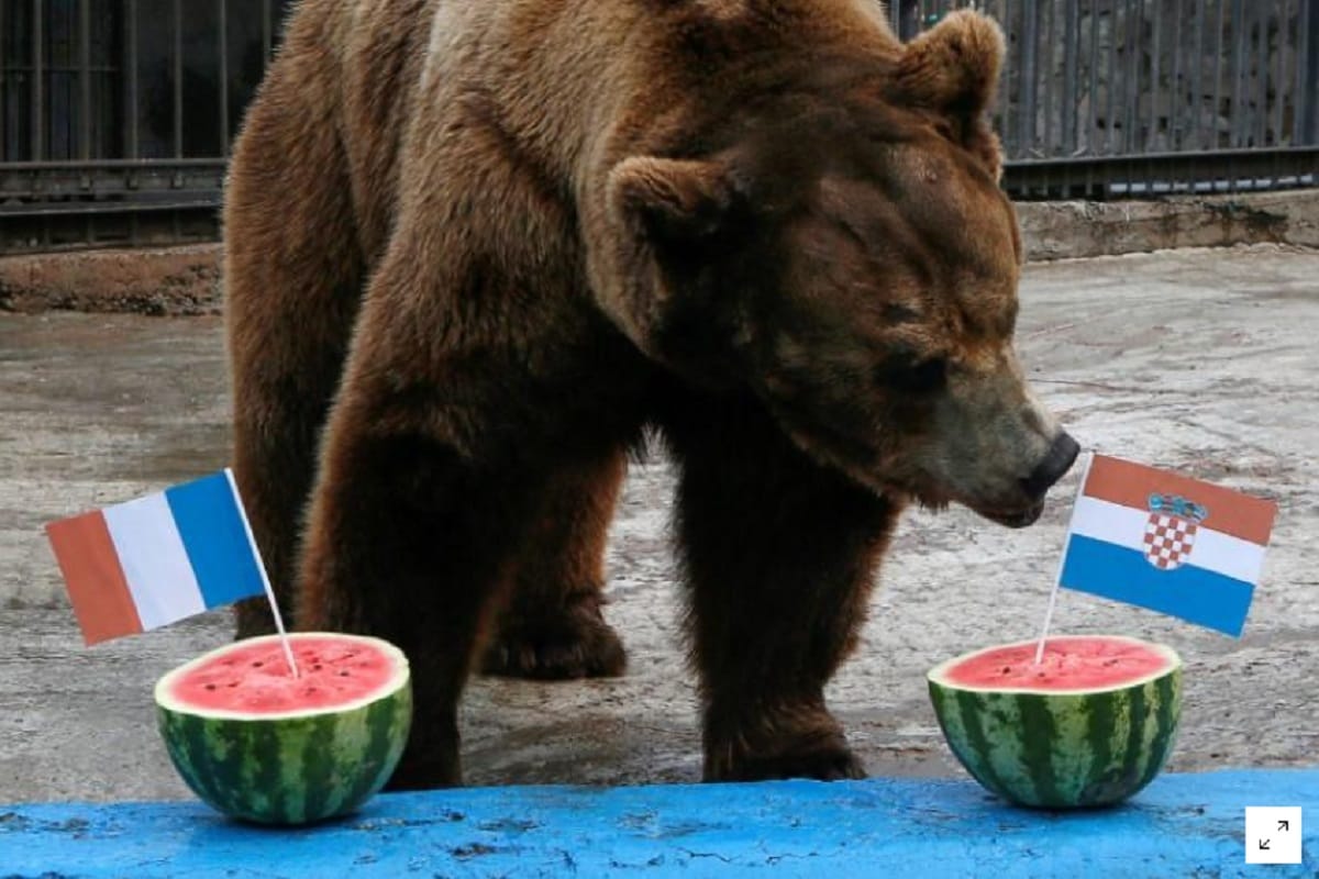 bear prediction goes in vain as france beat croation in fifa world cup 2018 final