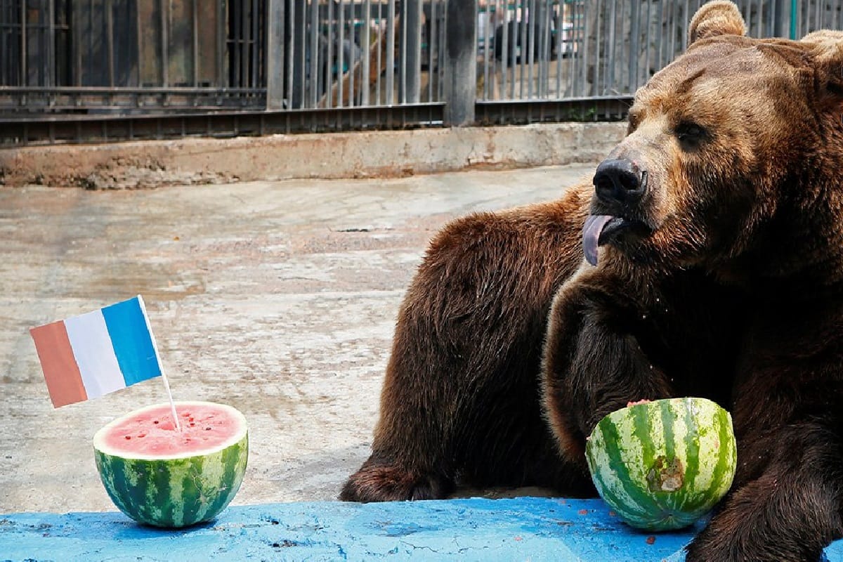 bear prediction goes in vain as france beat croation in fifa world cup 2018 final