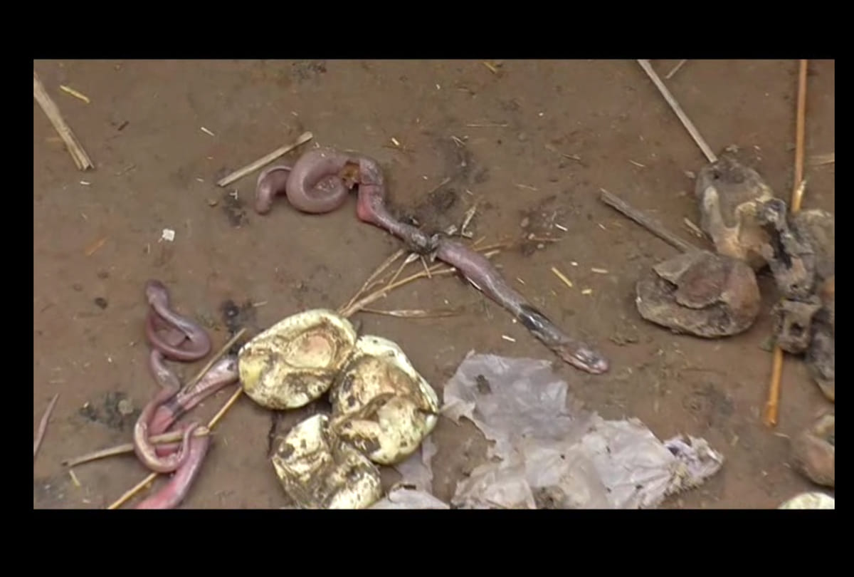 Bunch of Cobra snake At a widow's house in Kannauj