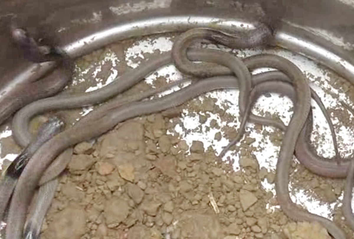 Bunch of Cobra snake At a widow's house in Kannauj