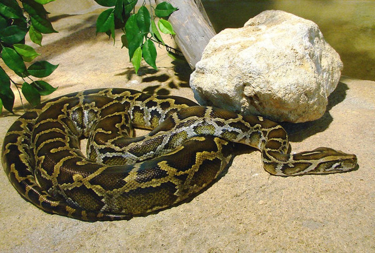 reticulated python being brought from chennai died in kanpur
