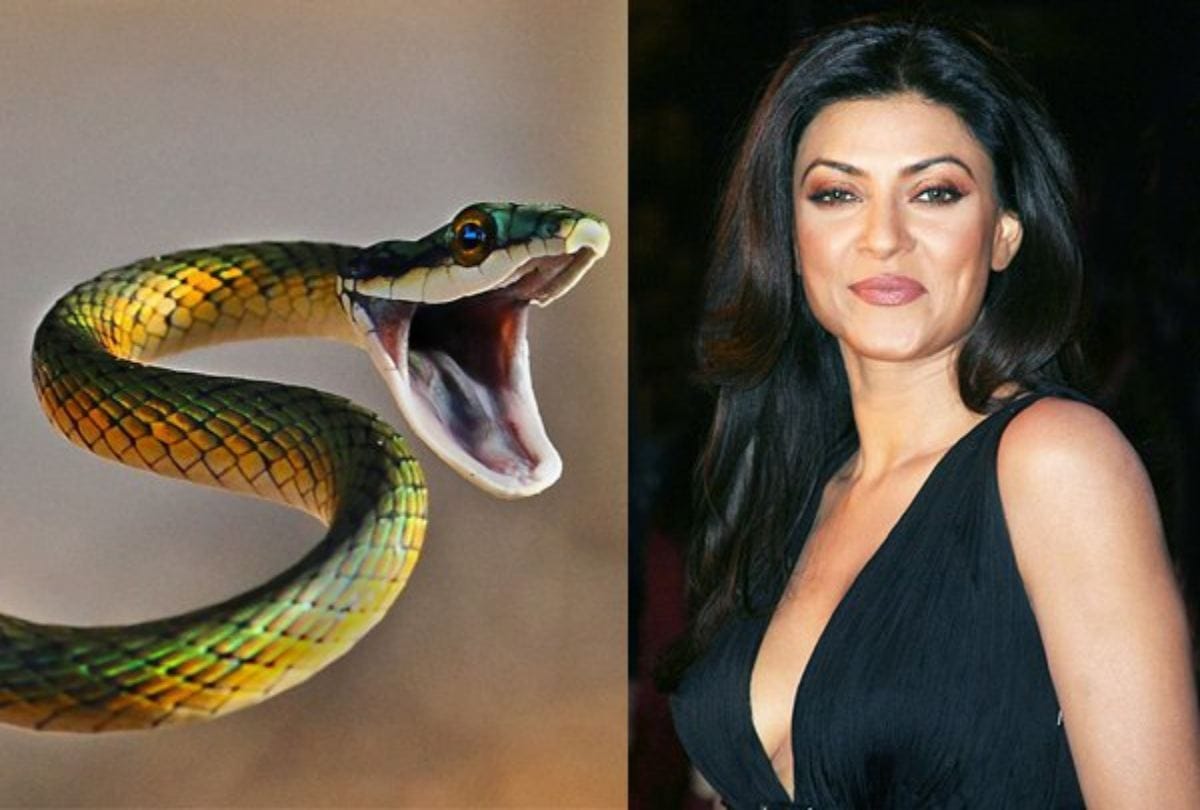 world snake day sushmita sen Has A Pet Python