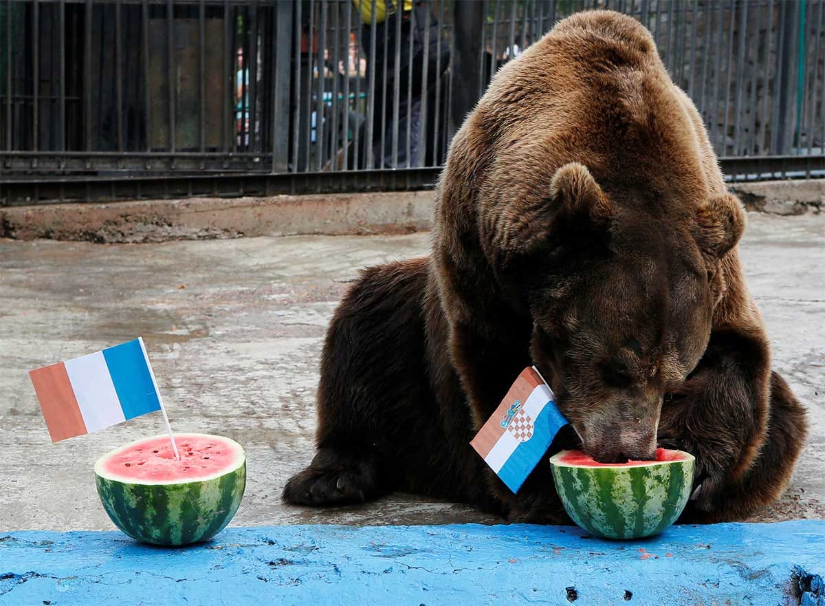 bear prediction goes in vain as france beat croation in fifa world cup 2018 final