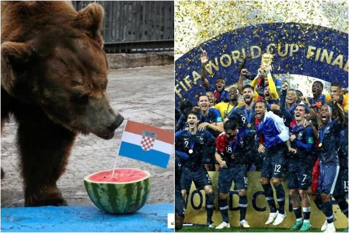 bear prediction goes in vain as france beat croation in fifa world cup 2018 final
