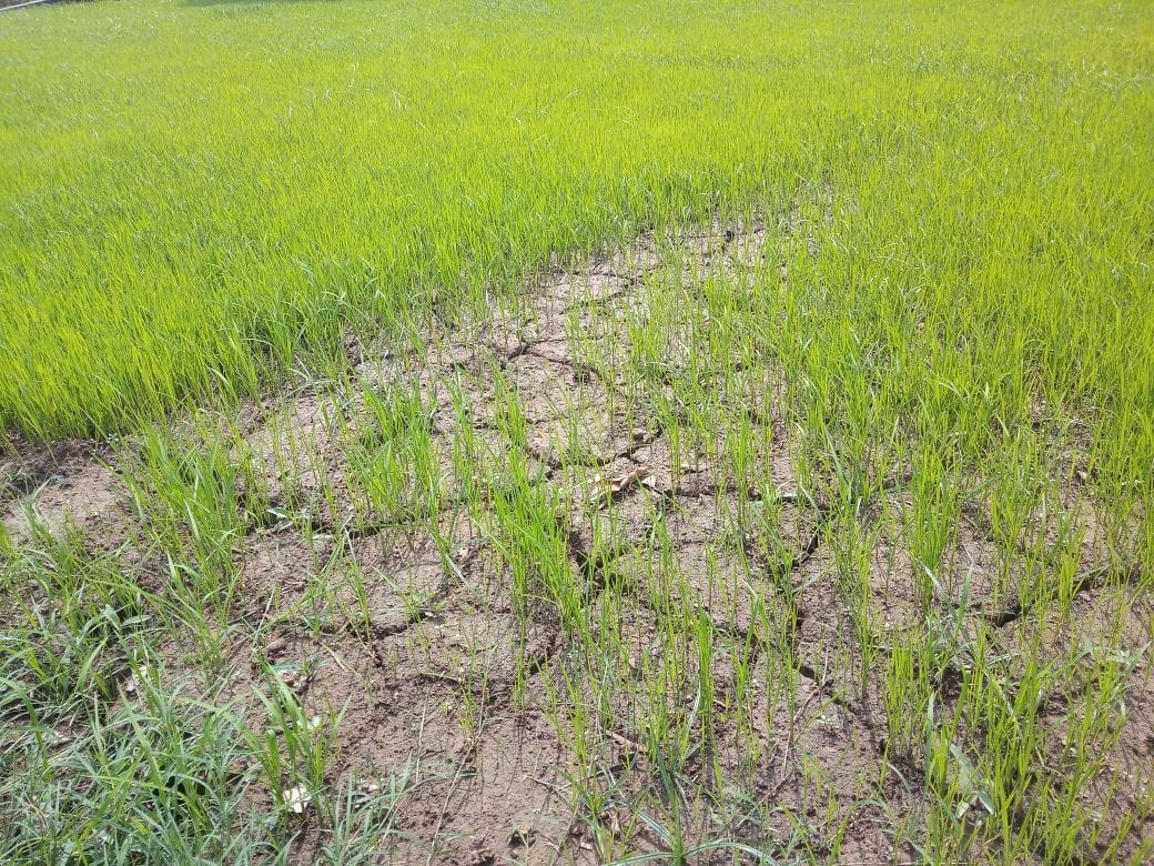 Haryana Government will Now Give 10 hour Power Supply to Farmers